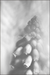 Grape Hyacinth