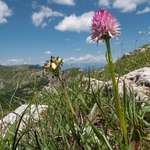 Widder's Vanilla orchid (Nigritella widderi syn Gymnadenia widderi) 