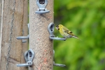 Siskin