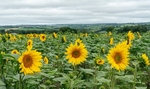 Sunflowers8
