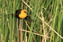 Yellow-headed Blackbird with food perched on reeds, Minnesota