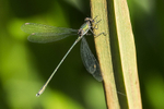 Willow Emerald Damselfly
