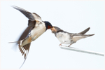 Aerial Agility 