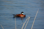 Ruddy Duck
