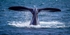 Nice Tail - Southern Right Whale
