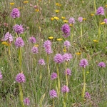 Wavy-leaved monkey orchid (Orchis italica), Also Naked Man orchid: