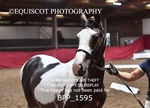 BPP_1595