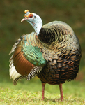 Oscellated Turkey