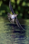 Cave Swiftlet in flight, Bali, Indonesia