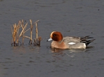Wigeon