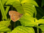 Ringlet