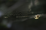 Common spider (Parasteatoda tepidariorum) Somerset