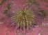 Psammechinus miliaris