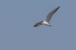 Gull-billed Tern