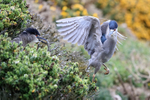 Black-crowned Night-Heron interaction, Carcass Island, Falklands
