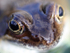 The Common Frog _ RAP017