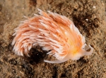 Aeolidiella cf. glauca (TBC)