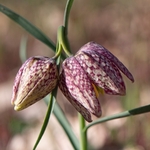 Snakeshead fitillary ( Fritillaria meleagris)