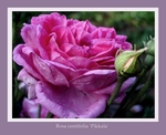 Rosa centifolia 'Pikkala'