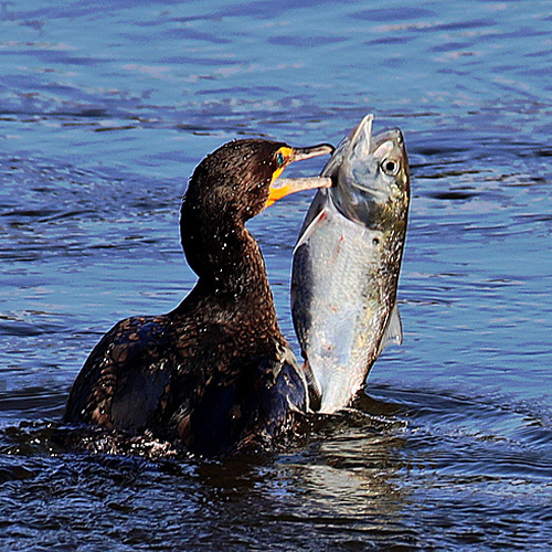 A Double-crested Cormorant catches more than a mouthful in Saint John Harbour, New Brunswick Canada