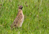 Common Quail.