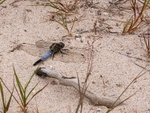 Black-tailed Skimmer