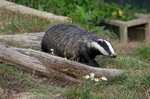 Badger