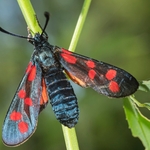 The six-spot burnet (Zygaena filipendulae)