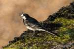 Pied Wagtail on the Edge