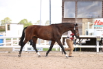 Class 407 - IH Hack-Riding Horse portfolio