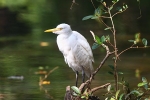 Intermediate Egret