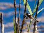 Four-spotted Chaser
