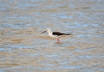 Black-winged Stilt