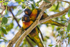 Lorikeet Pair 0A3A4740