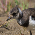 Lapwing chick close-up on the Closes at Otmoor