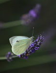 IMG_8761 - Version 2