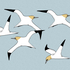 Gannets