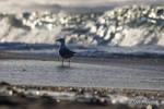 Herring Gull and the crashing wave