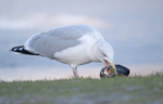 Herring Gull - Larus argentatus