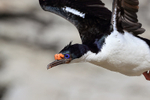 Imperial Shag close flypast, Carcass Island, Falklands