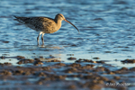 Curlew (Numenius arquata) feeding  - Strangford Lough - 6 of 6