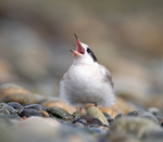 Common Tern - Sterna hirundo