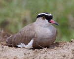 Crowned Lapwing sitting on the ground