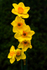 Daffodil Tower - DSC_3740