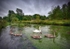 Bibury Swans