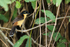Black-capped Donacobius, back view, Mato Grosso, Brazil