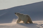 Polarbear 5562