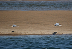 Herring Gulls