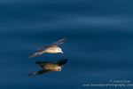 Skimming Northern Fulmar