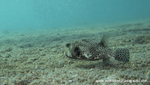 RS022: Pufferfish